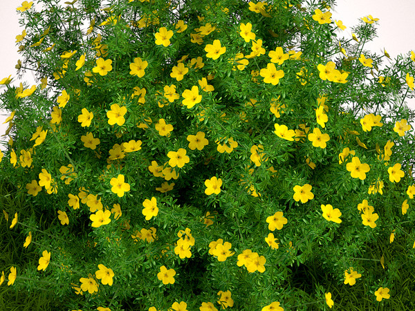 plant flowers 3d 3ds - Goldfinger Potentilla... by MasterPixel